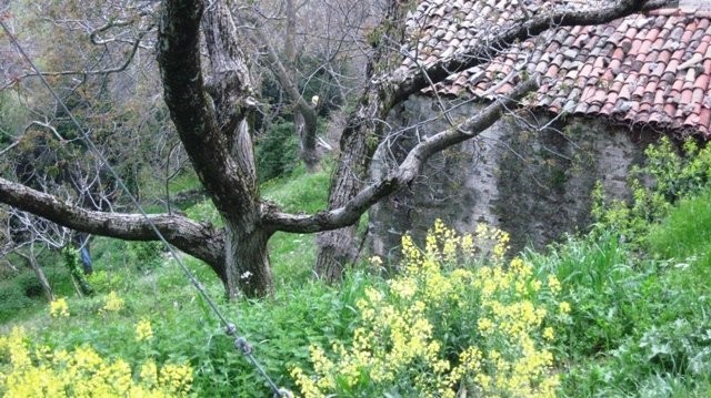 Αγροτόσπιτο
