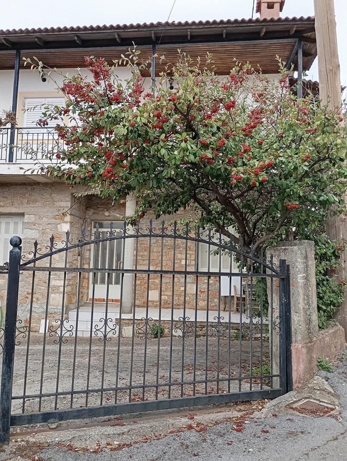 ΛΙΑΝΑ ΠΙΤΑ 1Γ